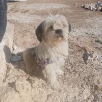 فروش|سگ|قهدریجان, |دیوار