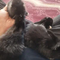 ۵عدد بچه خرگوش نیوجرسی|موش و خرگوش|تربت جام, اسماعیل آباد|دیوار