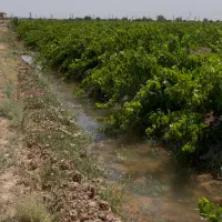 باغ انگور پر بار|فروش زمین و ملک کلنگی|خرمدشت, |دیوار