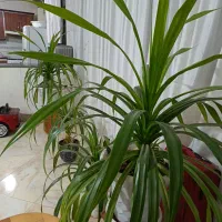 گل پاندانوس خیلی بزرگ و غول پیکر