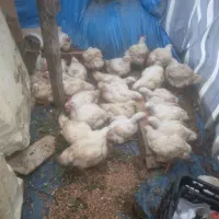 فروش مرغ ارگانیک سالم