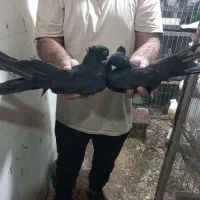 پرنده.کبوتر|پرنده|ساری, |دیوار