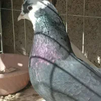 شازده و سفید شمرونی|پرنده|بندرعباس, |دیوار