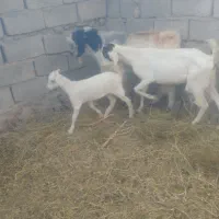 گلیم گیسه سانن وچبش پاکستانی