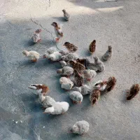 فروش جوجه مرغ شاخدار