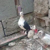 کبوتر گره
