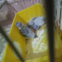 مرغدعشق ماده|پرنده|مشهد, ایمان|دیوار