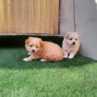 پامر خرسی / روباهی