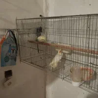 عروس هلندی وگرینچیک|پرنده|ماهدشت, |دیوار