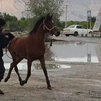 فروش 2 اسب عرب دو سر و کره دره شور مادیان