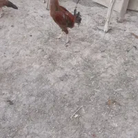 خروس لاری سرخ یک ساله