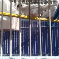 فنچ نو جوان سفید اشکی|پرنده|شاهین‌شهر, گرگاب|دیوار