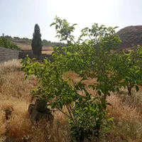 فروش باغ شهری ۱۲۰۰ متری در کودیان|فروش زمین و ملک کلنگی|شیراز, شهرک مهرگان|دیوار