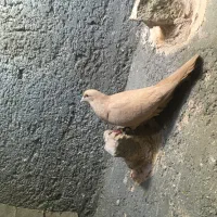 زردکرمانی ماده