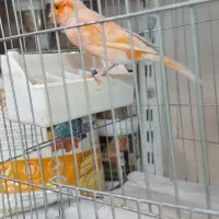 قناری نر و ماده رسمی ردسبزآگات اوپال پرستارمزایکی