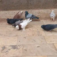 هفت عدد کبوتر|پرنده|قم, باغ کرباسی|دیوار