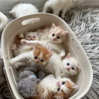 گربه پرشین های زیبا واصیل