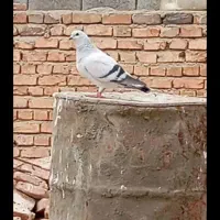 نیازمند شامی