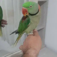 شاه طوطی نر فوق العاده رام ودستی|پرنده|شهریار, شهرک وائین|دیوار