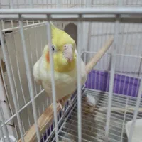 جفت عروس هلندی|پرنده|فیروزه, |دیوار