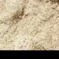 کاه گندم درجه یک