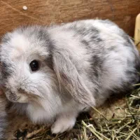 خرگوش لوپ هلندی اصیل