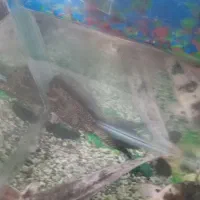 ماهی گوشتخوار ولجنخوار وتمام وسایل|ماهی|زنجان, |دیوار