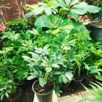 شفلرا ابلق ،گل وگیاه آپارتمانی