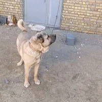 نر سرابی فروشی