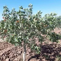 ۱۵ هکتار باغ پسته  ۶۰ هکتار زمین زراعی