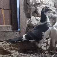 پلنگ سیاه نر بزن بهادر