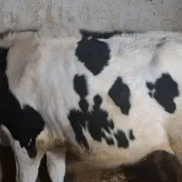 فروش گوساله|حیوانات مزرعه|سیلاخور, |دیوار