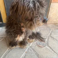 سگ پیدا شده