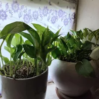 گل پتوس باخاک سبک