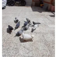 کفتر پلاکی مسافتی.سهره خاکی معاوضه دارم