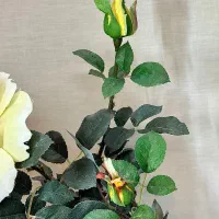 گل و گلدان رز مصنوعی خارجی وارداتی (توضیحات)|گل مصنوعی|تهران, شهرک غرب|دیوار