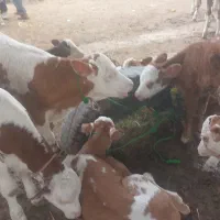 بهترینها را از بخواهید