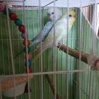 مرغ عشق جفت