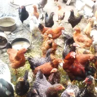 فروش مرغ محلی نژاد تخم گذار