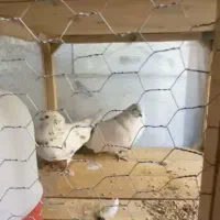 کبوتر تهرانی