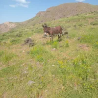الاغ نر