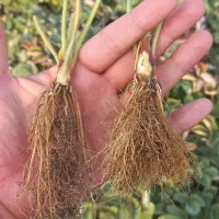 بذر و نهال توت فرنگی رقم سا برینا پر بار یکدست