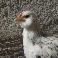 جوجه مرغ محلی