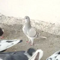 نرسینه وماده شهری سوسنی|پرنده|شیراز, دارالرحمه|دیوار