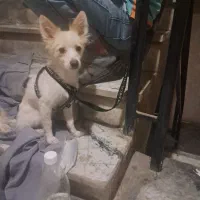 توله سگ ۹ ماهه حرف گوش کن|سگ|ری, سرتخت|دیوار