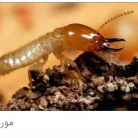 شرکت سمپاشی بامجوزازبهداشت سم پاشی سوسک|خدمات نظافت|بندر ماهشهر, |دیوار