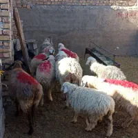 میش و کاور. ابستن