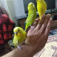 سه مرغ عشق رام