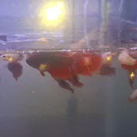 فایتر|ماهی|رشت, نظری|دیوار