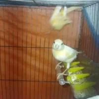 قناری نر|پرنده|رشت, حمیدیان|دیوار